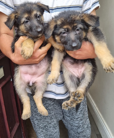 German Shepherd – German shepherds