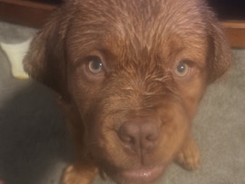 Dogue de Bordeaux – need pet gone soon as possible
