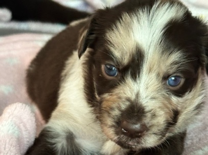 Australian Shepherd – Australian Shepherd Puppies – Ashburn