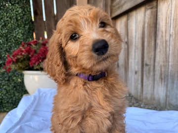 Goldendoodle – Golden Doodle Puppies – Visalia