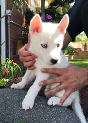 Siberian Husky – 3 Month Female Husky