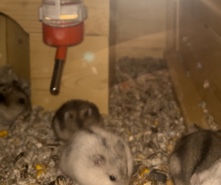 Any – hamsters juguetones