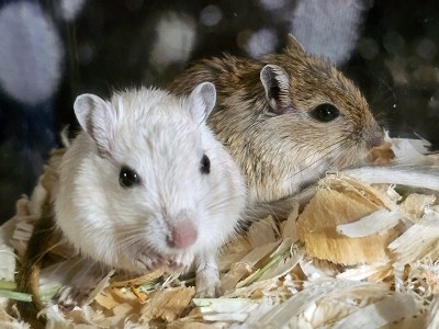 Gerbil – Sweet Gerbil Babies – Austin