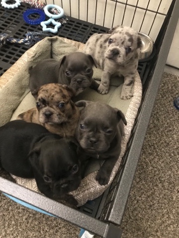 French Bulldog – French bulldog puppies