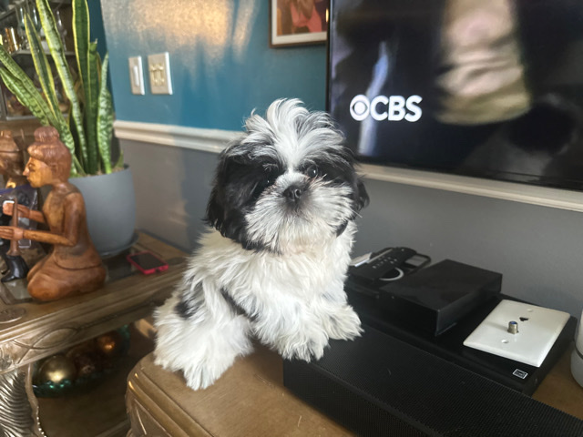Shih Tzu – Shih tzu