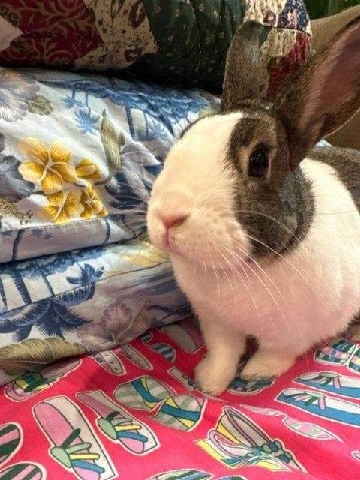 Dutch bunny