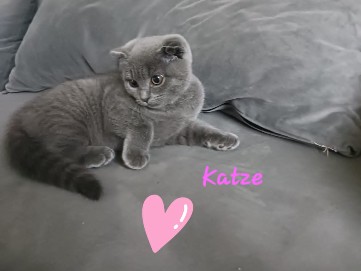 British Shorthair – Sehr liebe volle BKH – Stuttgart