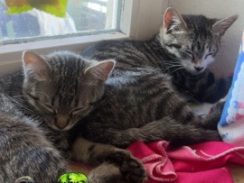 European Shorthair – 🐾 Geschwister-Duo sucht liebevolles Zuhause – Rödermark