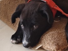 Indian pariah dog – Free Adoption for COCO – Bengaluru