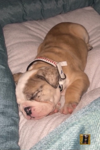 Olde English Bulldogge – English bulldog