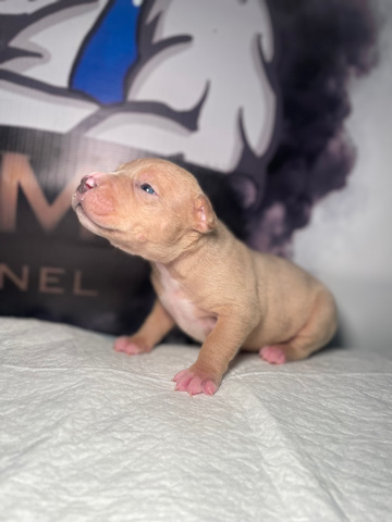 American pocket bully