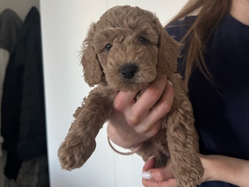 Poodle – poedel nano – Mortsel