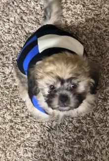 Shih Tzu – Arlo