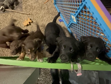 Australian Shepherd, Rottweiler, Lab Mix Puppies – Carson City – Carson City