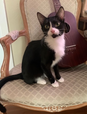 American Shorthair – Needing a Home