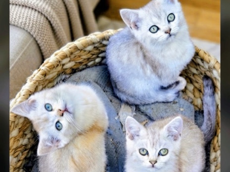 Scottish Fold – Scottish straight kittens – Vancouver