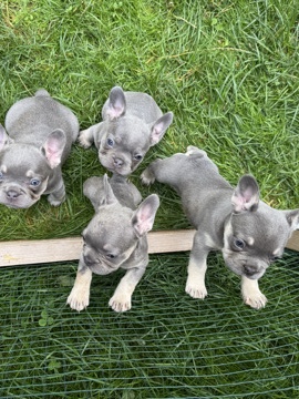 French Bulldog – Französische Bulldoggen Welpen – Pfeffenhausen