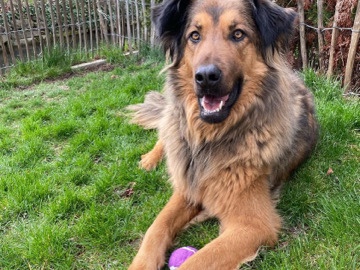 Süßer und liebevoller Schäferhund-Mix