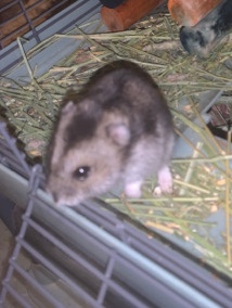 Dwarf Hamster