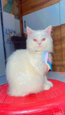 Persian (Modern) – sell a kitten