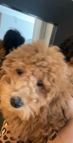 Poodle (Moyen)