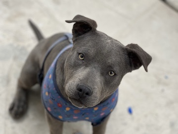 Labrador Retriever – Friendly Puppy looking for new home – North Las Vegas