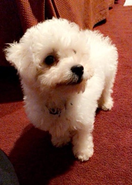 Mucuchies – puppy bichon