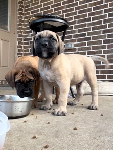 English Mastiff – Handsome boy