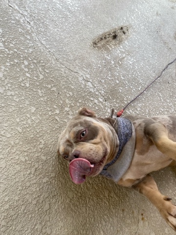 American Pit Bull Terrier – brindle girl
