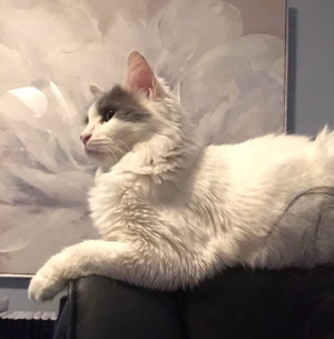 Loving Feline