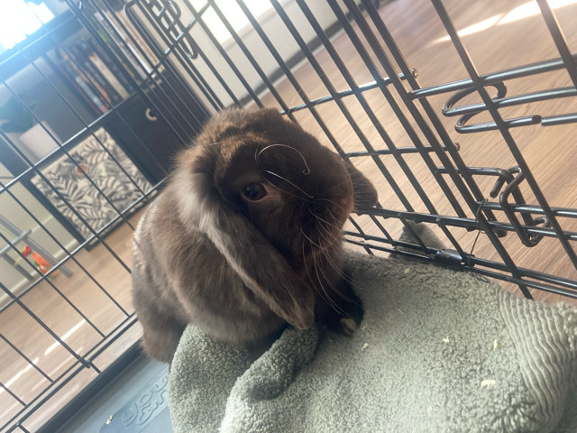 Mini Lop – Rabbit for sale