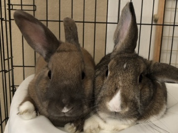 American – 2 pet rabbits – Enterprise