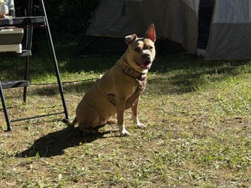 American Pit Bull Terrier – Looking for a Loving Home – Battle Creek