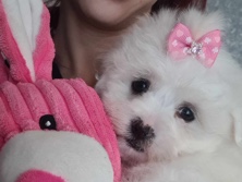 Maltese – Pure Maltese