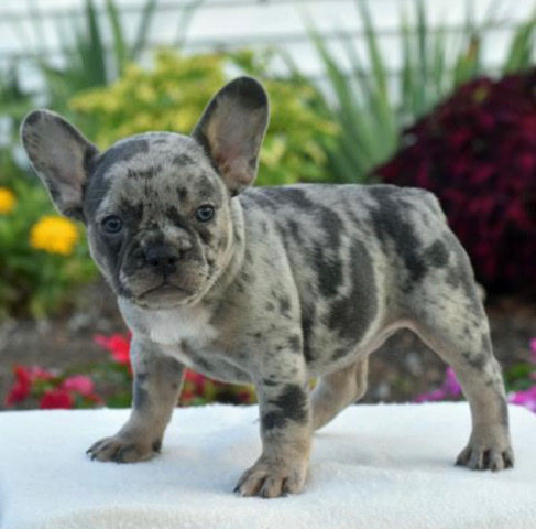 French Bulldog – French Bulldog