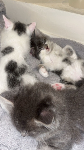 Ragdoll – 3 beautiful kittens