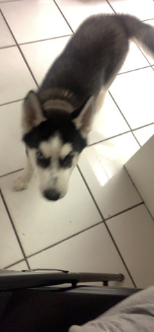 Siberian Husky – husky puppy/ one eye is blue other is black