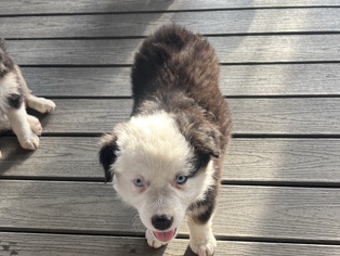 Australian Shepherd Puppy
