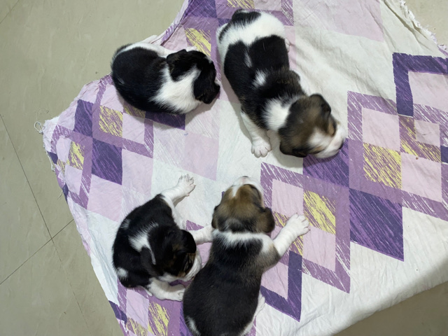 Beagle – Beagle pups for sell looking for a new home