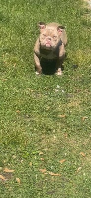 American Bulldog – American Bully For Sale – Tinley Park