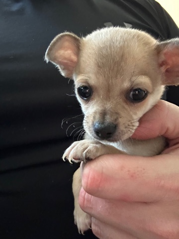 Chihuahua – 4 full pedigree male chihuahuas