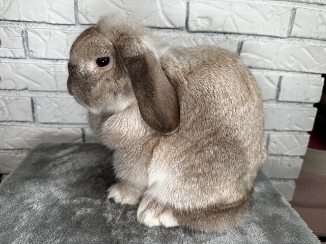 Holland Lop – Holland Lop Doe – Duluth