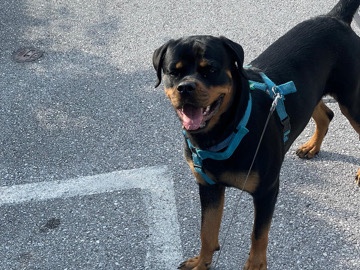 Rottweiler – Akira – Maria Enzersdorf