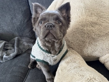 French Bulldog – Rocco -frenchton – Pekin