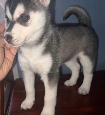 Pomsky Litter