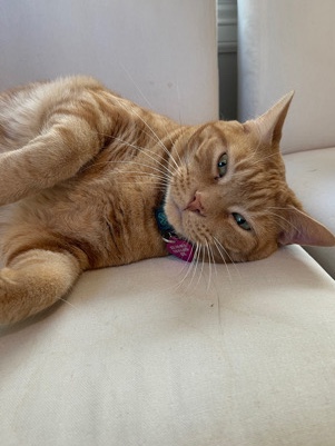 American Wirehair – Rehoming loving cat companion