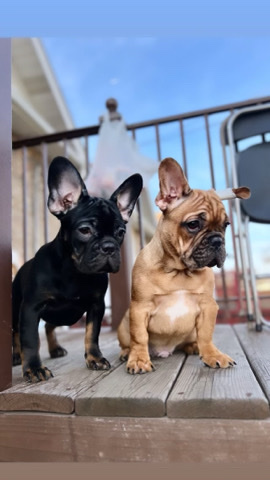 French Bulldog – French Bulldogs