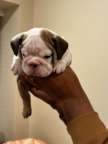 Olde English Bulldogge โ Donโt you wanna be a bulldog love ๐ค๐ถ