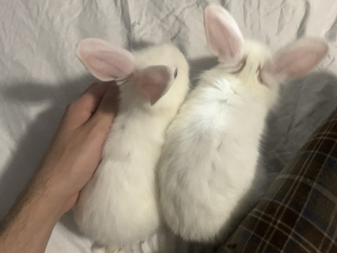 Lionhead – Lionhead bunnies – Houston