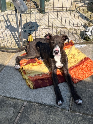 Greyhound – 7 month old greyhound cross.